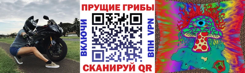 Псилоцибиновые грибы Psilocybe  Мончегорск 